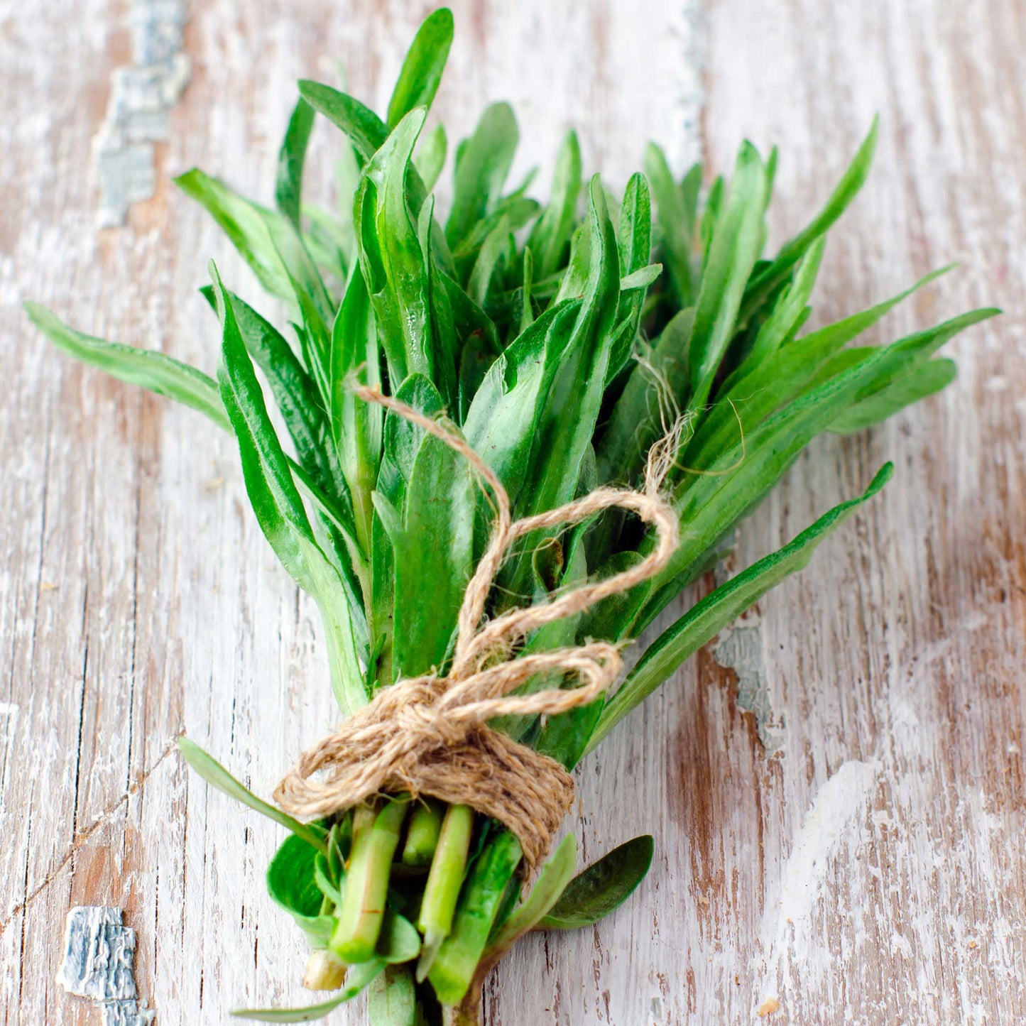 Tarragon