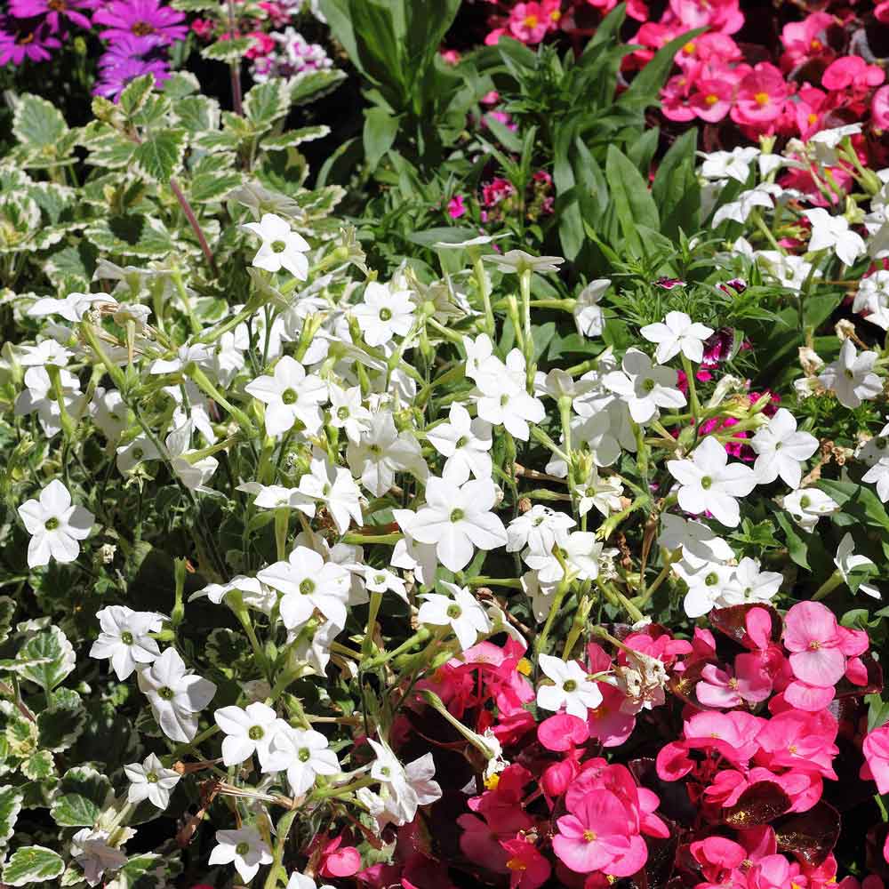 jasmine flower seeds online Tobacco Seeds - Jasmine | Flower Seeds