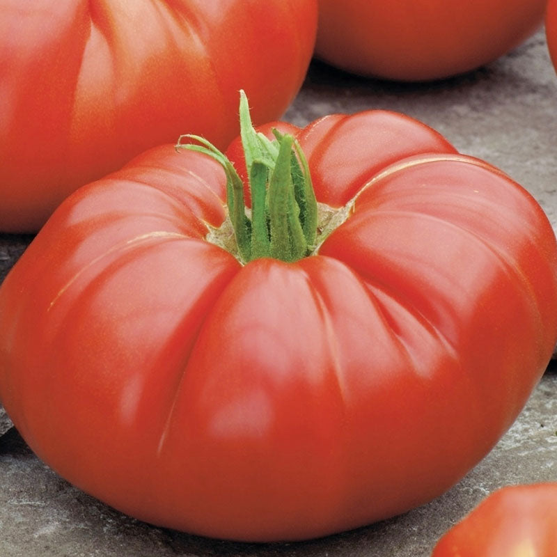 beefsteak determinate tomato