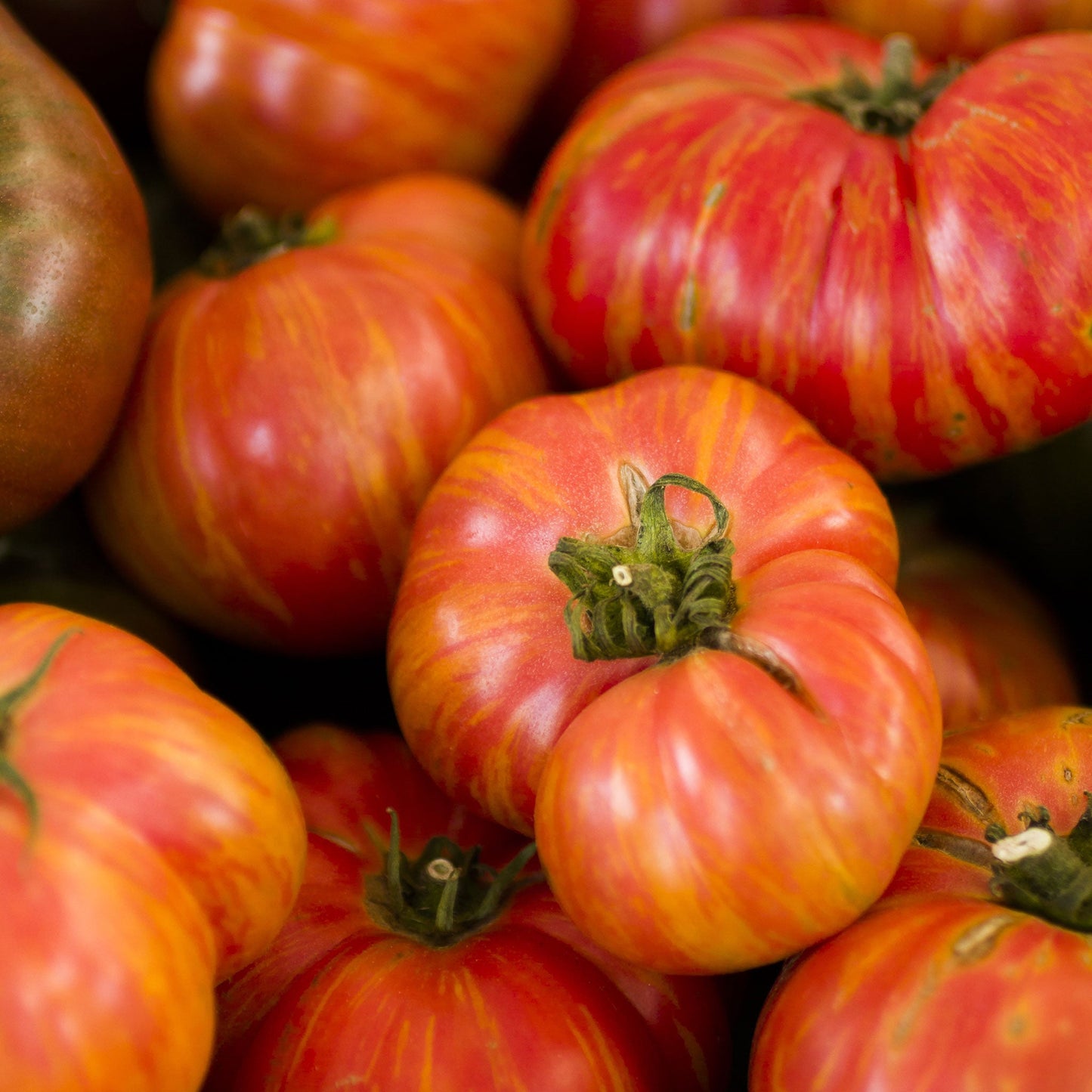 big rainbow tomato