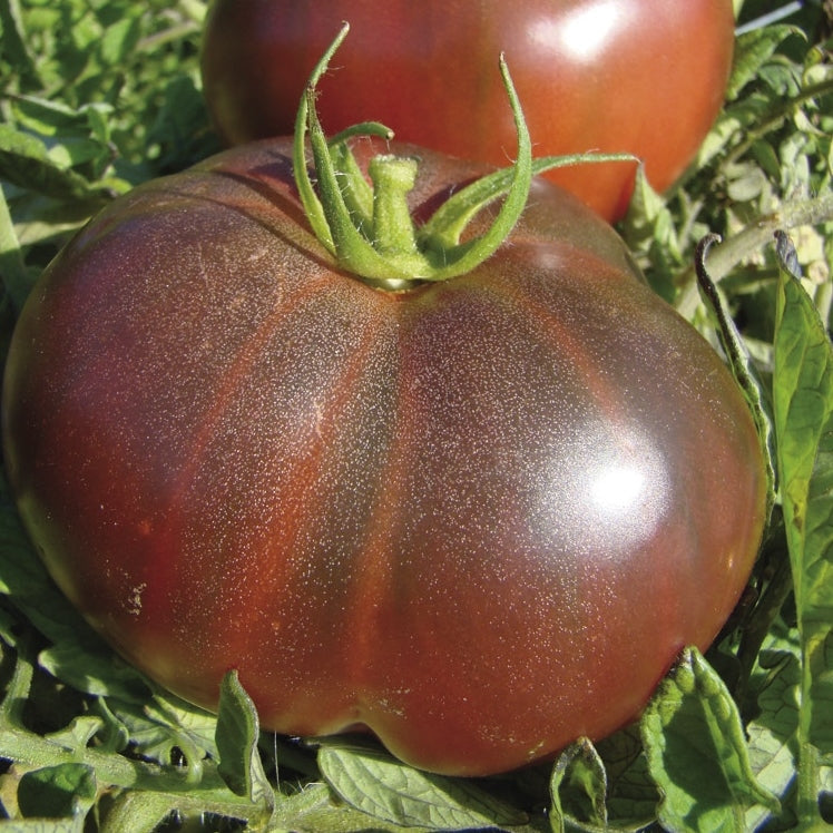 black krim tomato