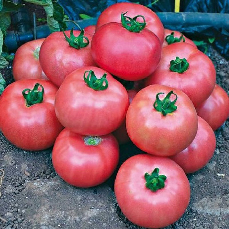 bradley tomato