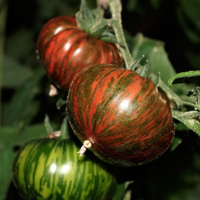 chocolate stripes tomato