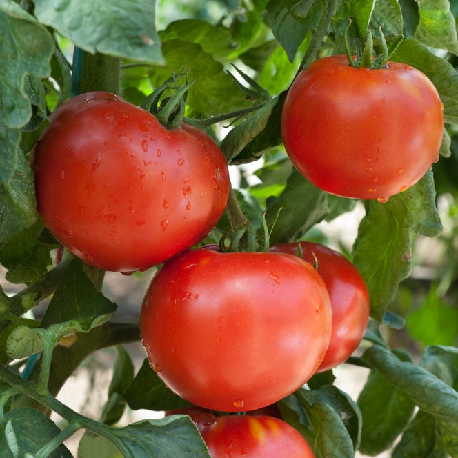 druzba tomato
