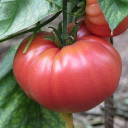 tomato german johnson
