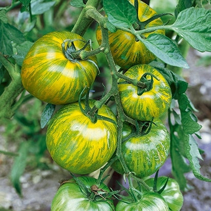 green zebra tomato
