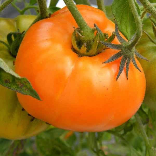 persimmon tomato