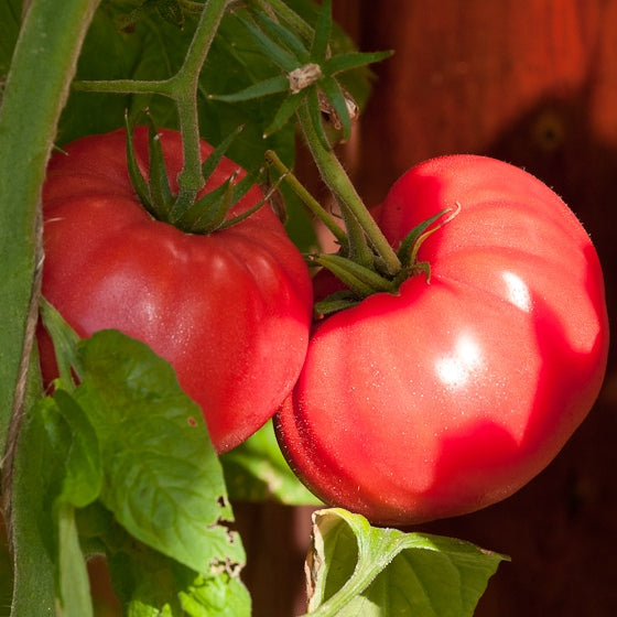 pink ponderosa tomato