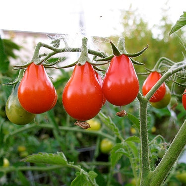 red pear tomato 