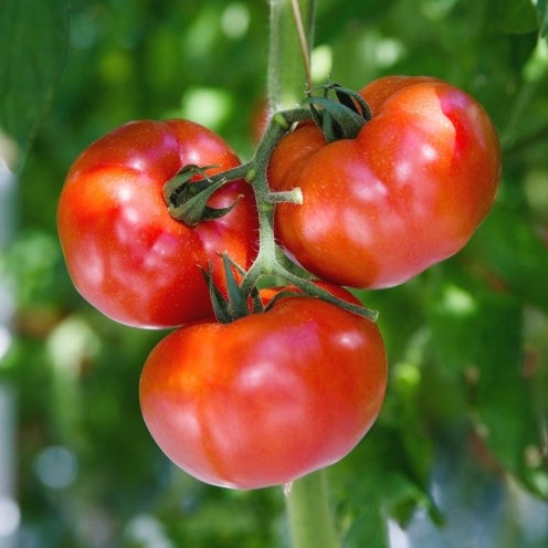 stupice tomato
