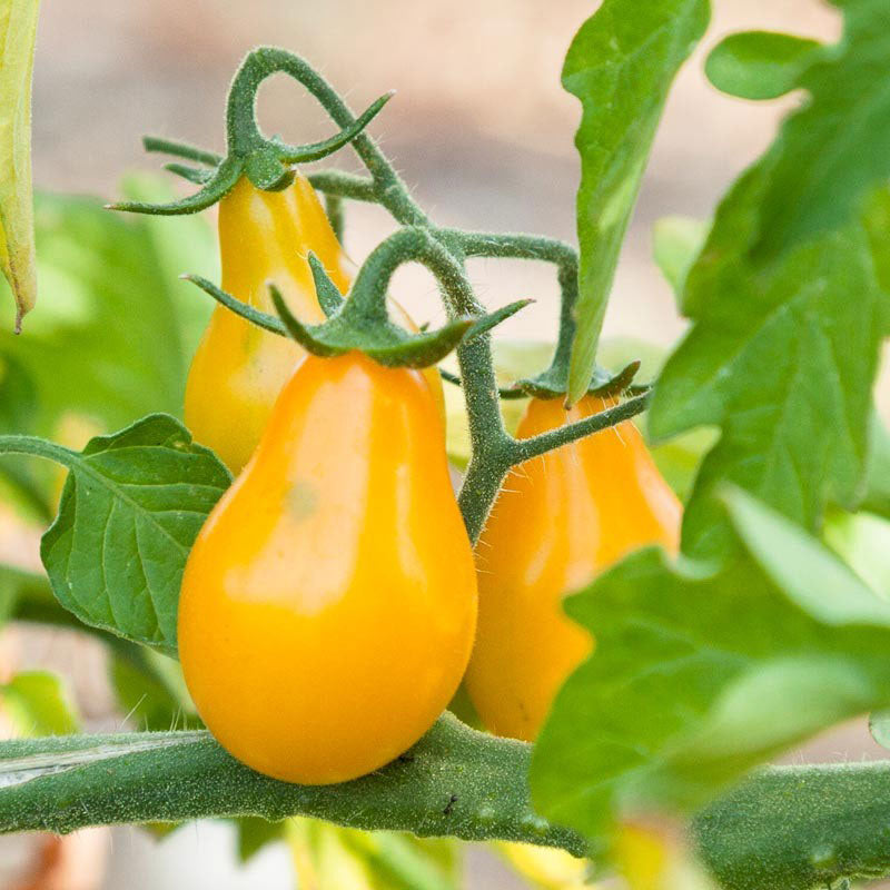 tomato yellow pear