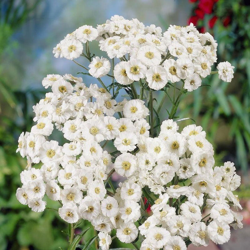 yarrow pearl