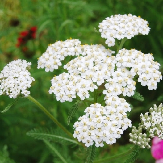 white yarrow