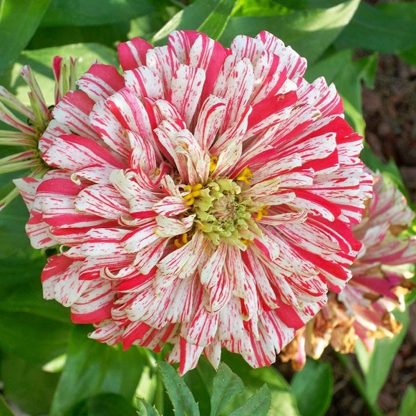 bonbon zinnia