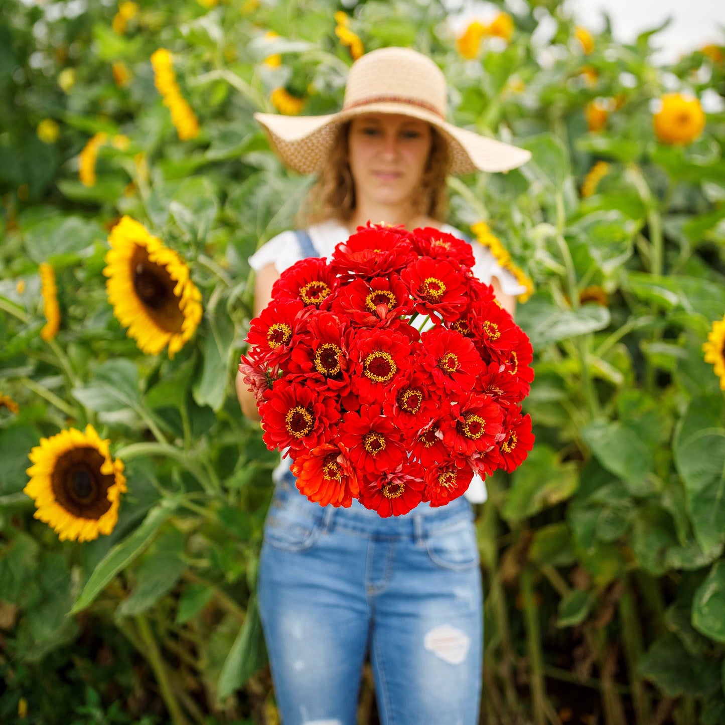 zinnia cherry queen