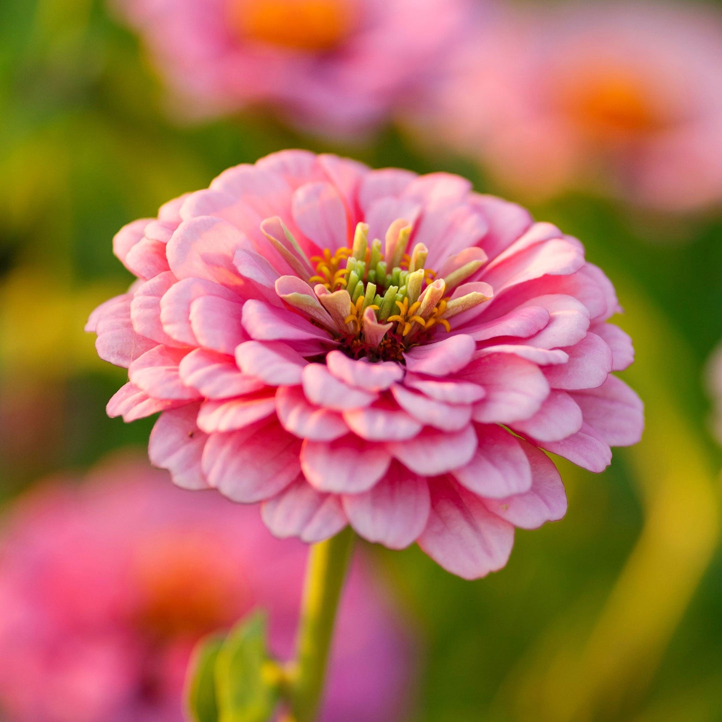 illumination zinnia