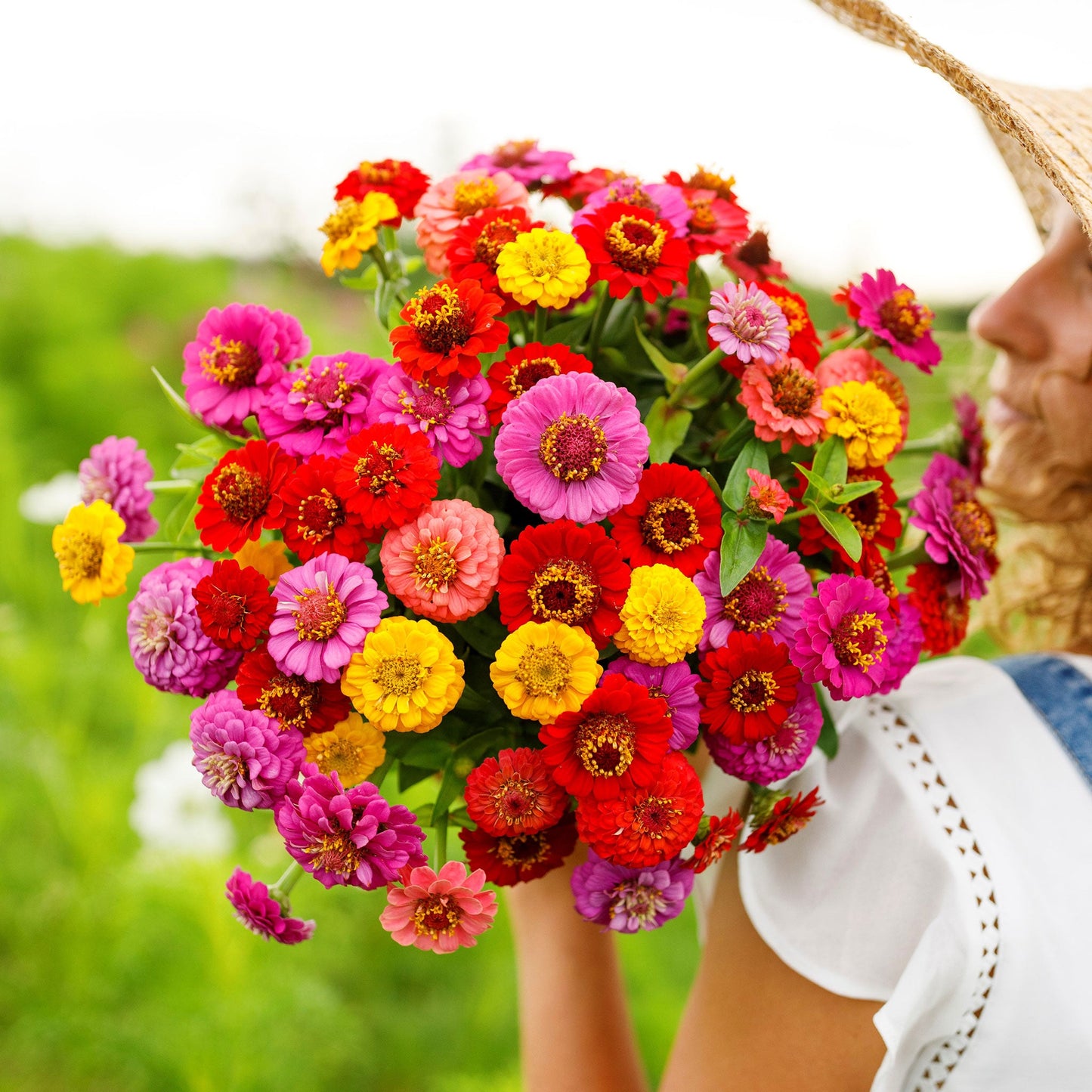 zinnia lilliput