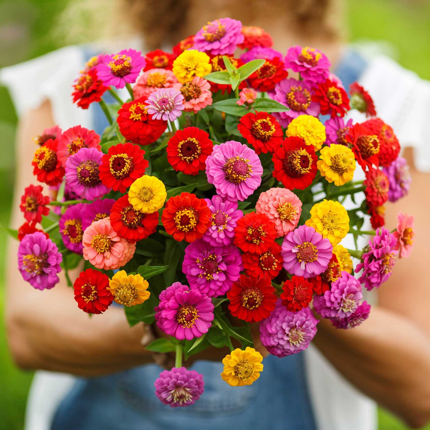 zinnia lilliput