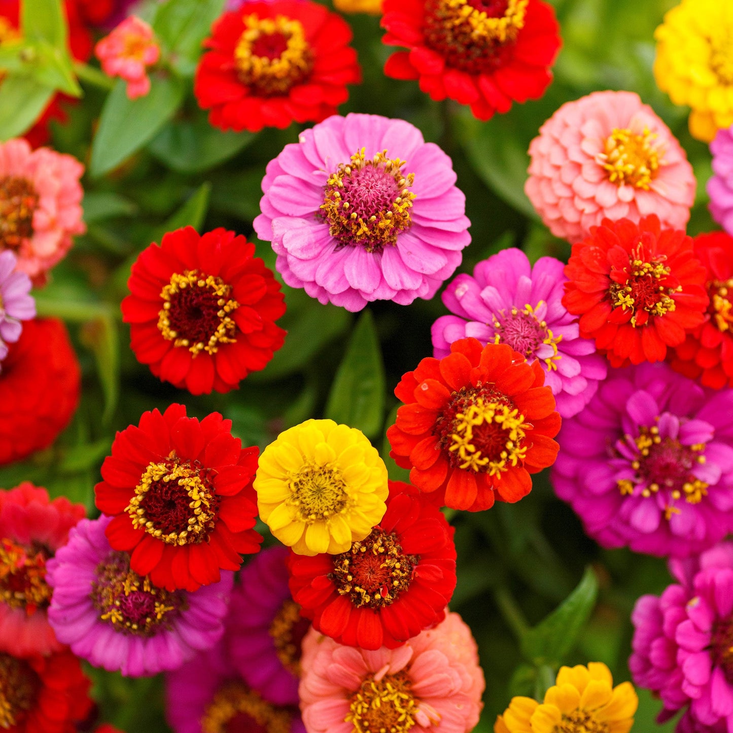zinnia lilliput