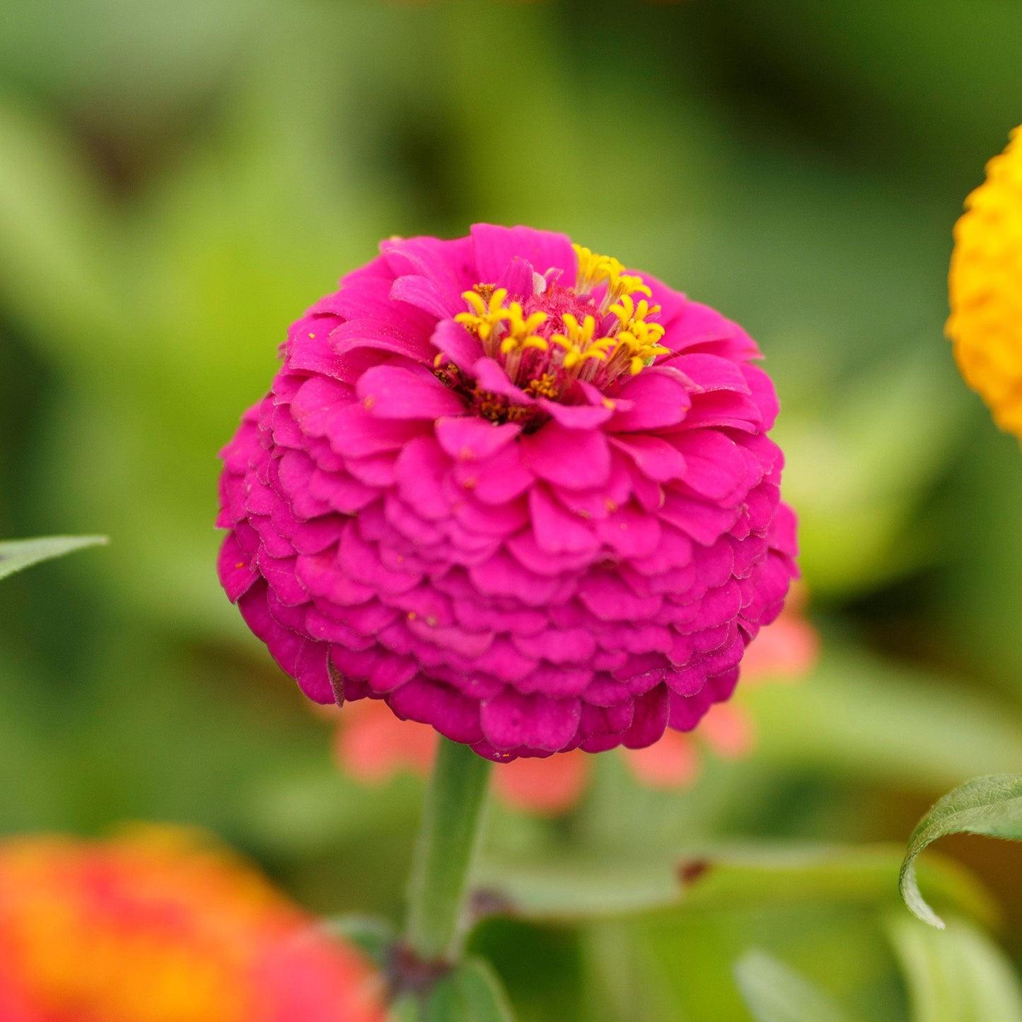 zinnia lilliput