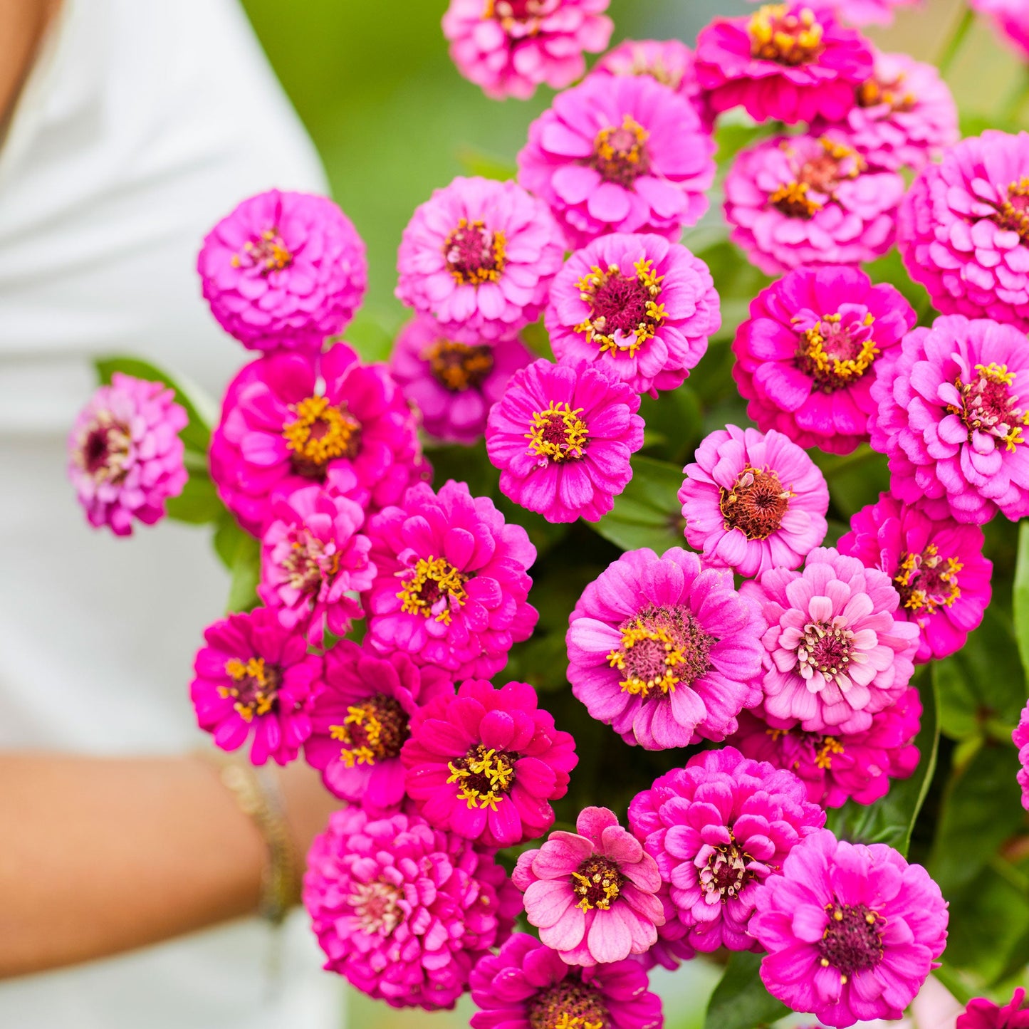 purple lilliput zinnia