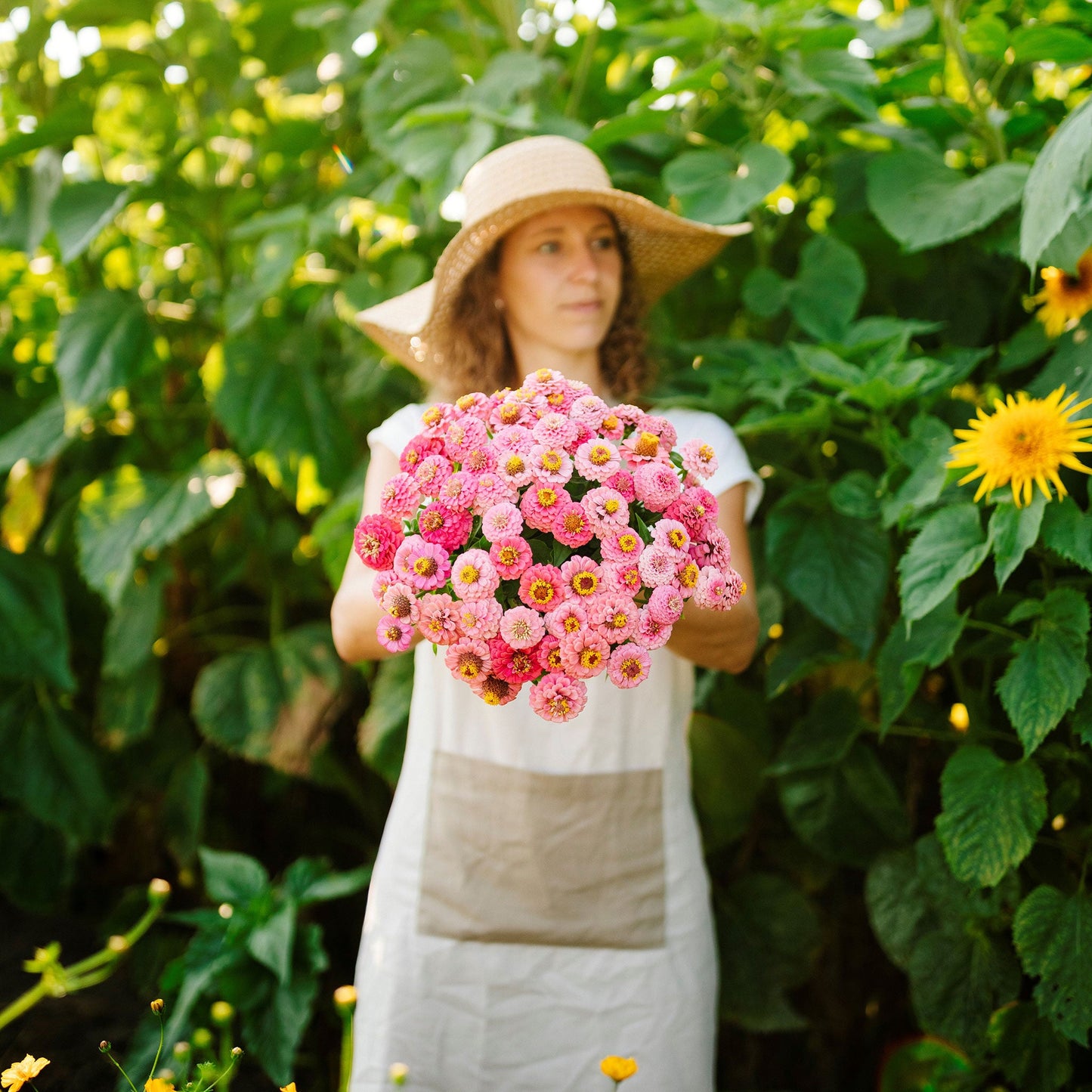 rose lilliput zinnia