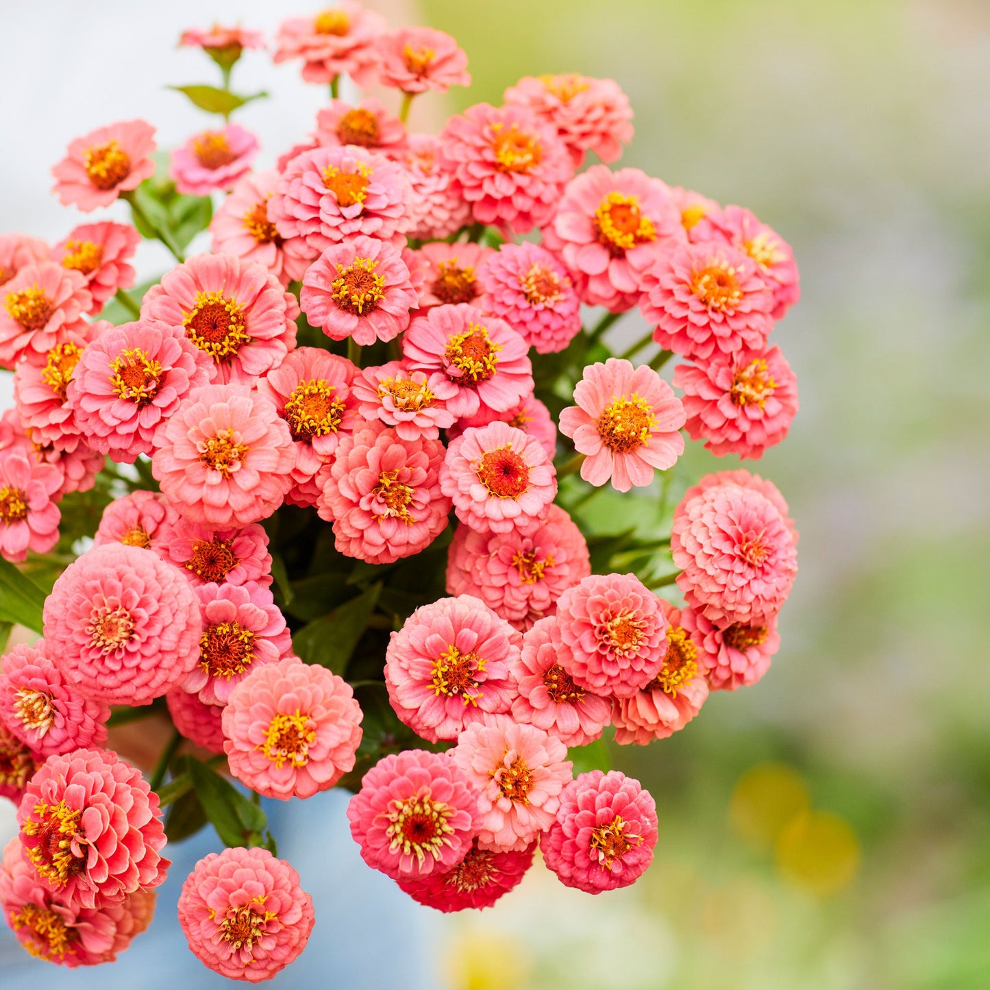 salmon lilliput zinnia
