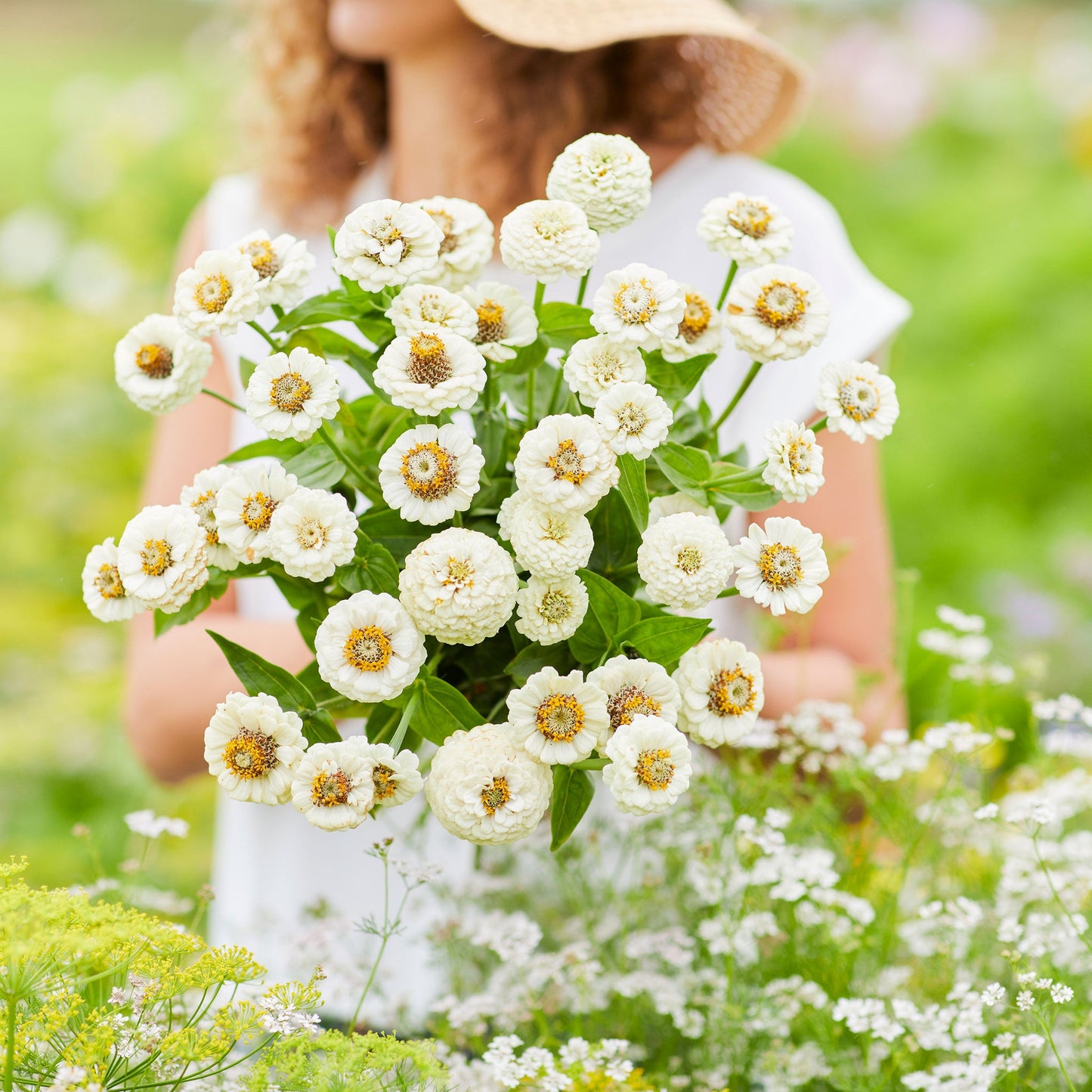 white lilliput zinnia