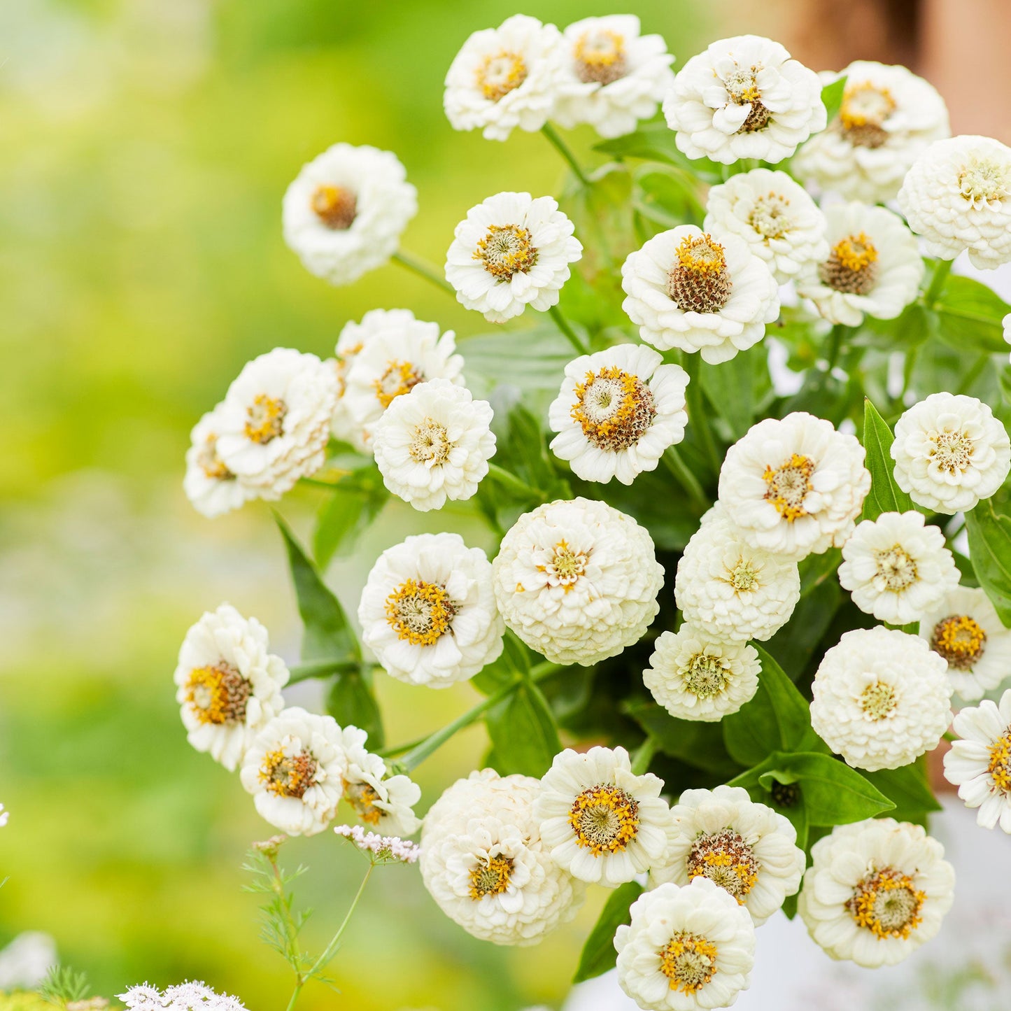 white lilliput zinnia