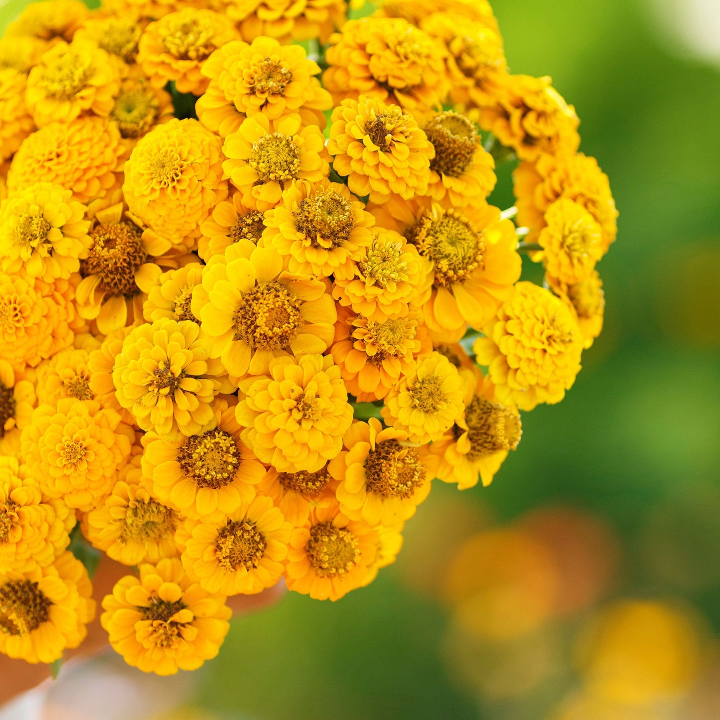 yellow lilliput zinnia