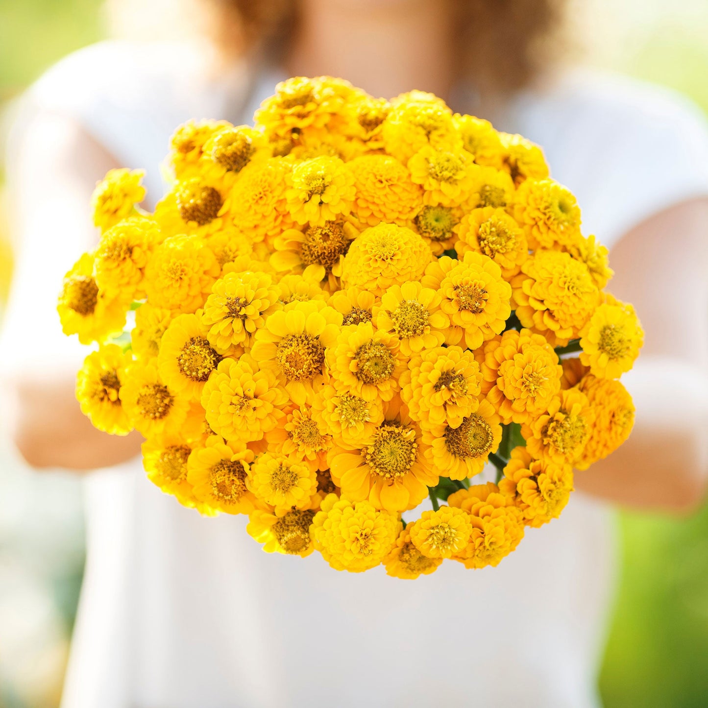 yellow lilliput zinnia
