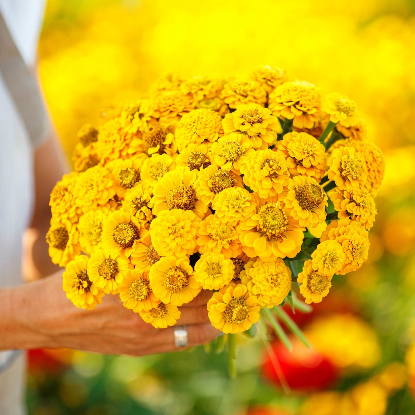 yellow lilliput zinnia