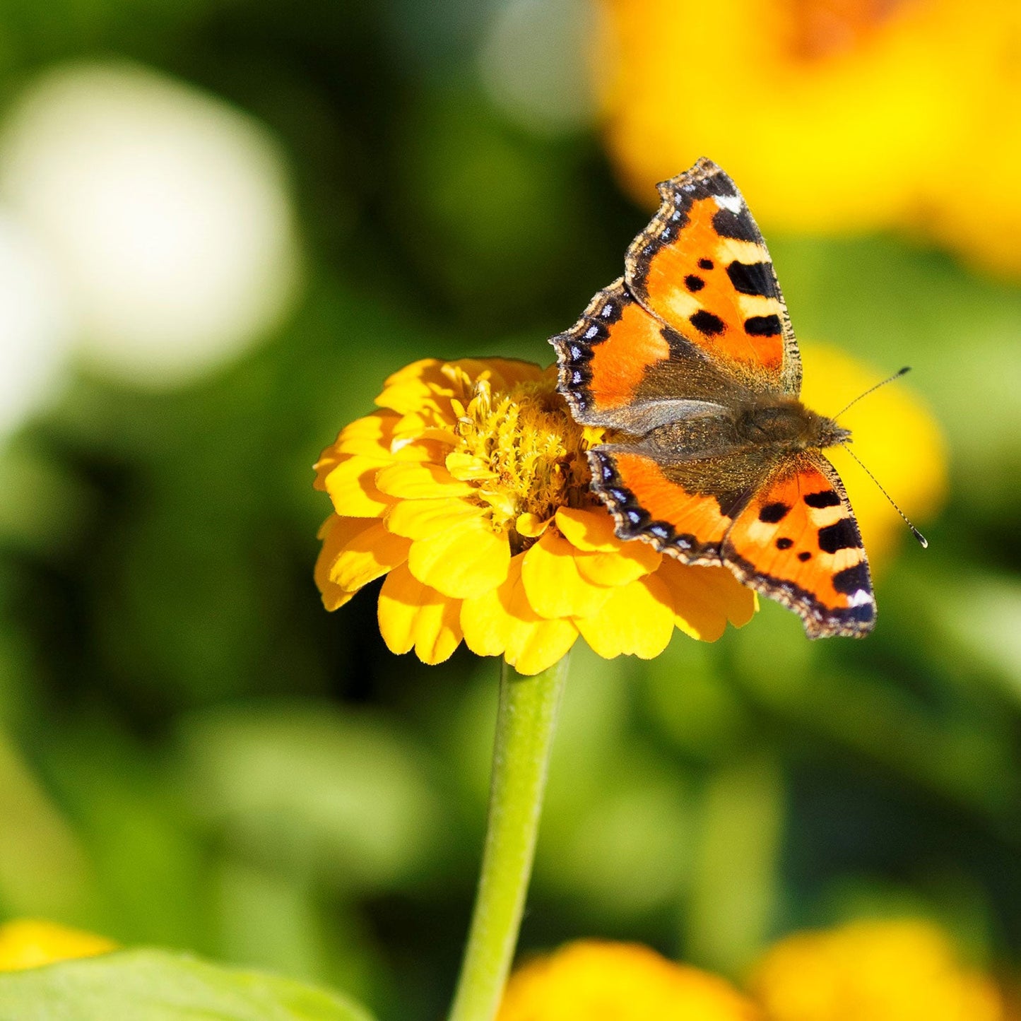 yellow lilliput zinnia