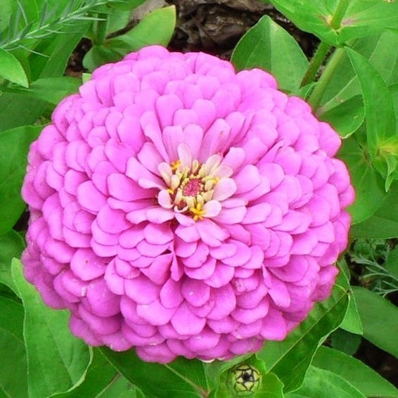 miss willmott zinnia