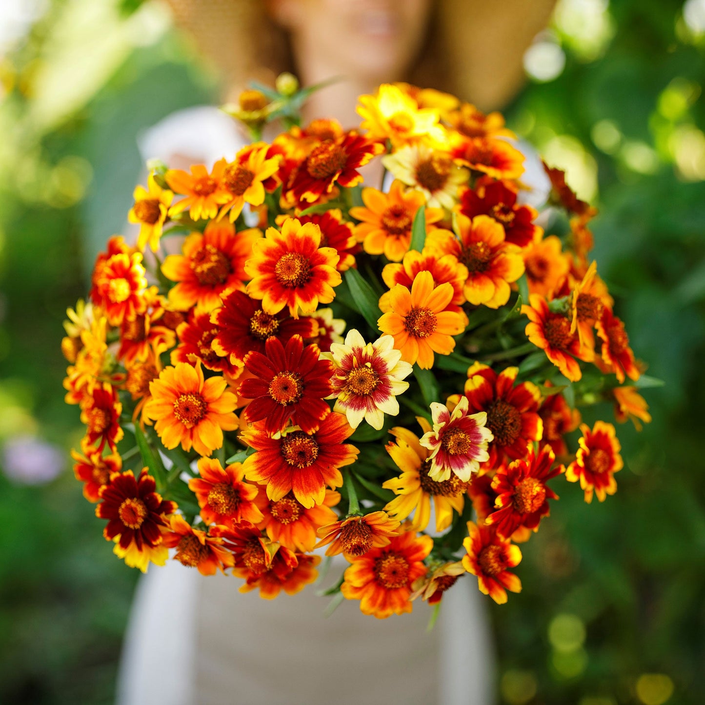 old mexico zinnia