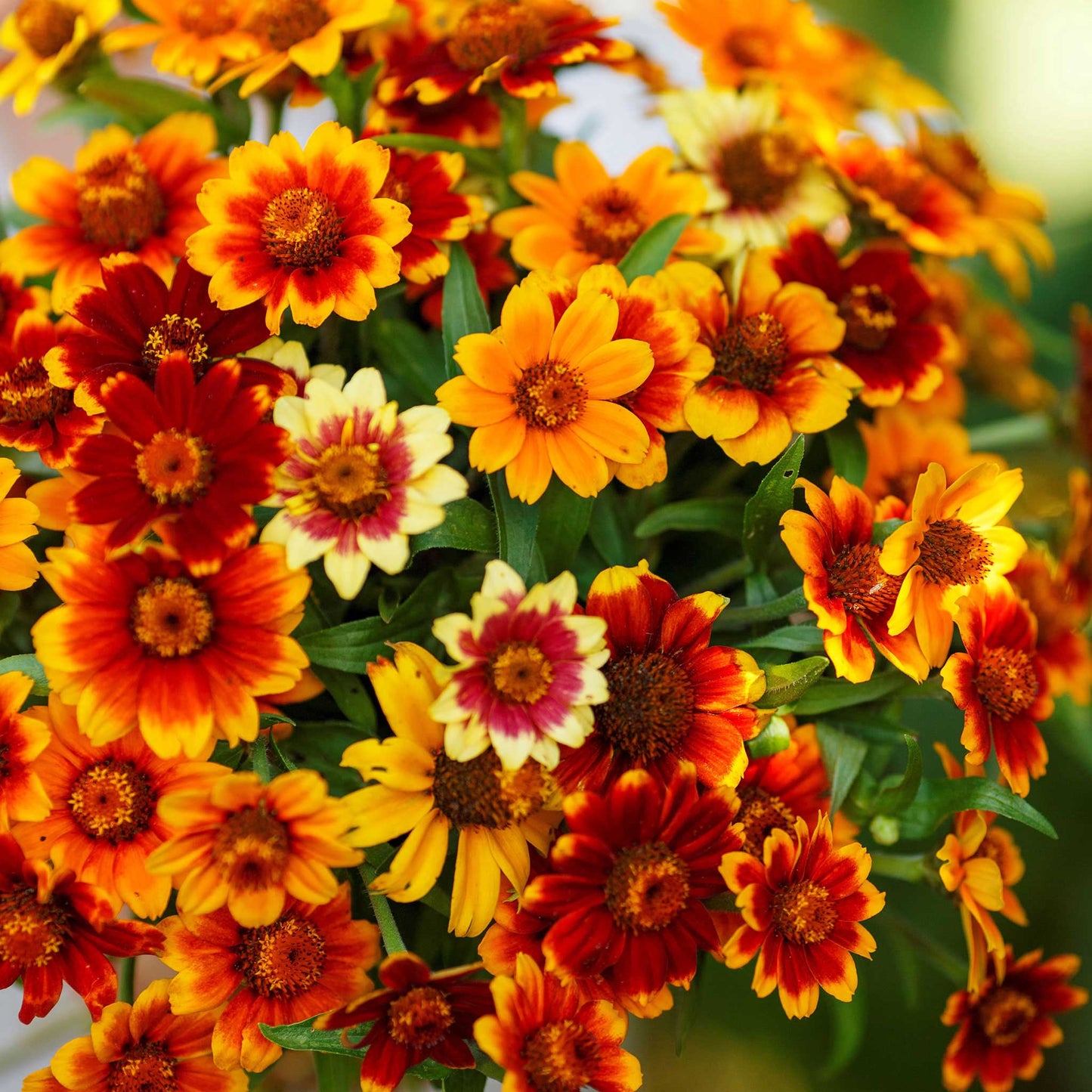old mexico zinnia