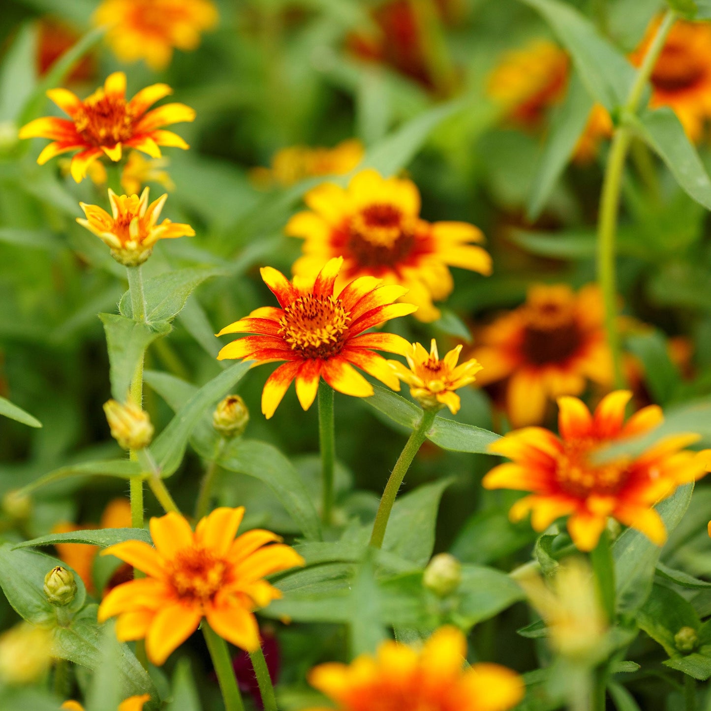 old mexico zinnia