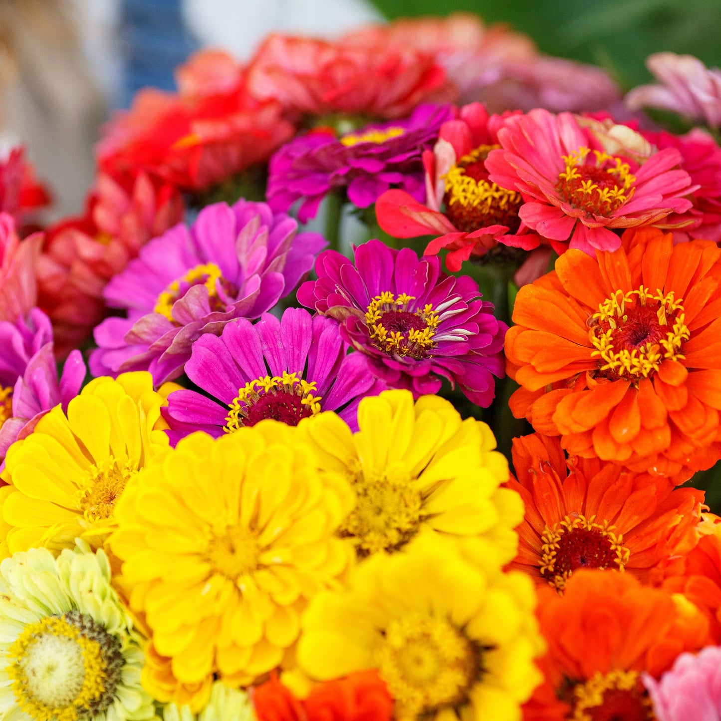 zinnia over rainbow mix