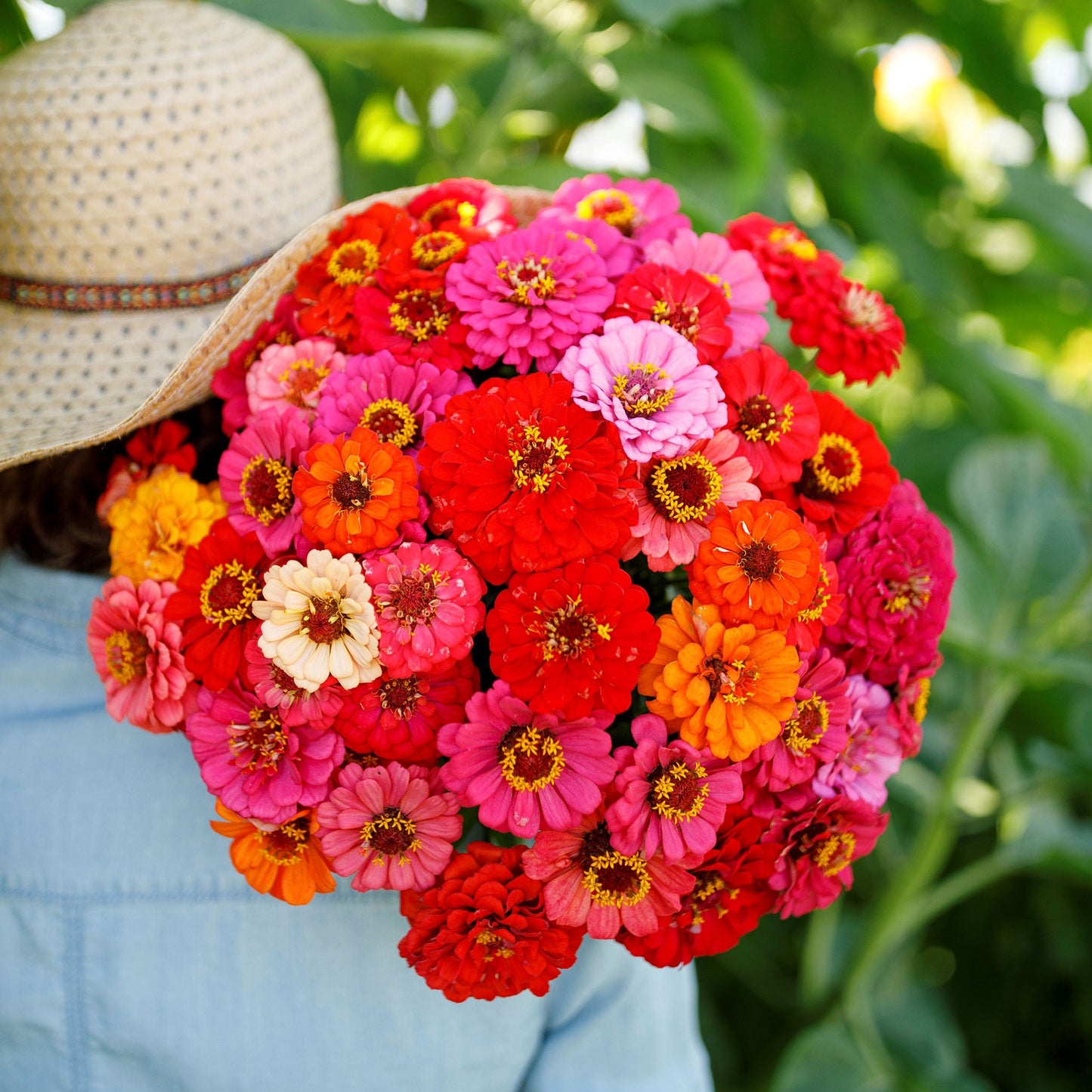 pepito mix zinnia