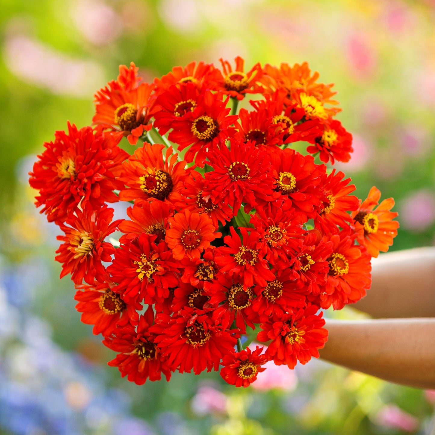 redman super cactus zinnia