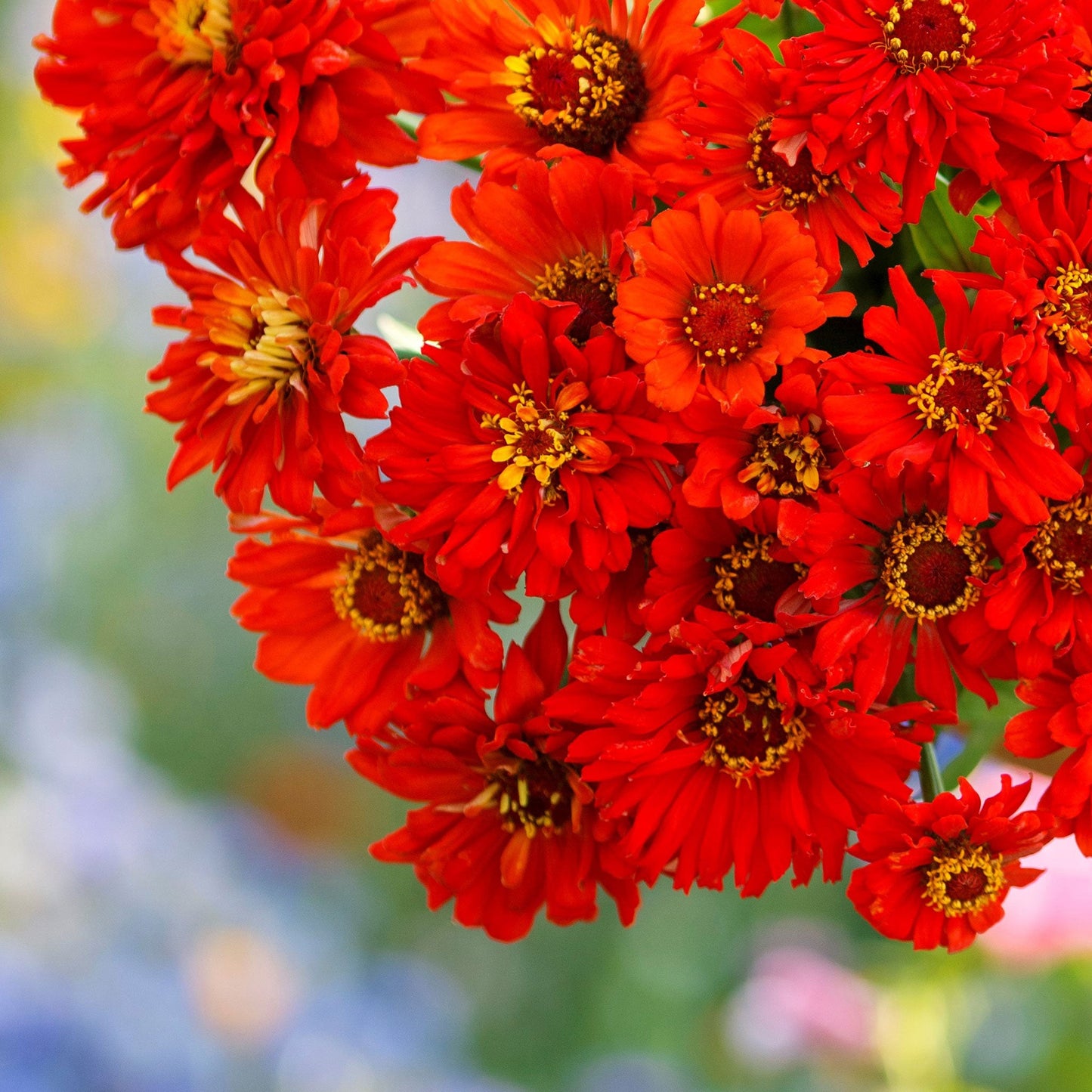 redman super cactus zinnia