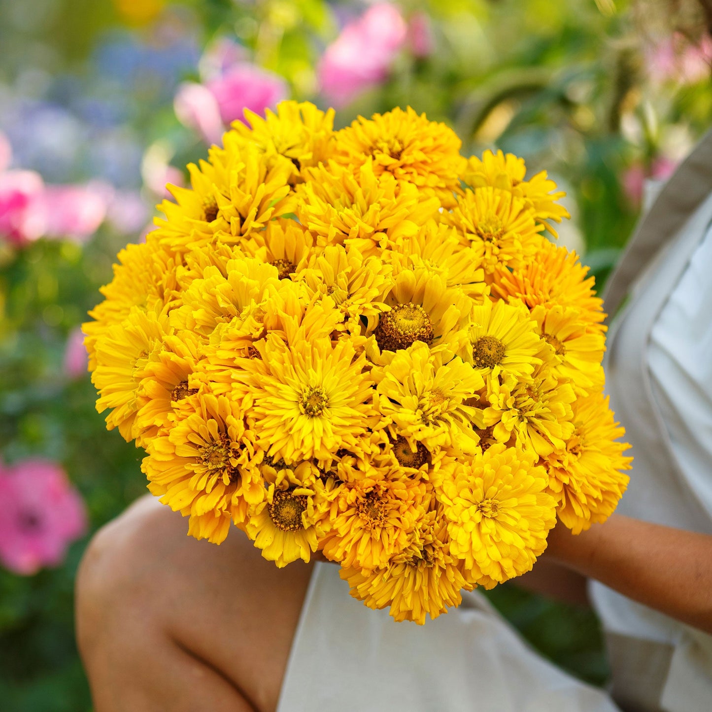 sungod zinnia
