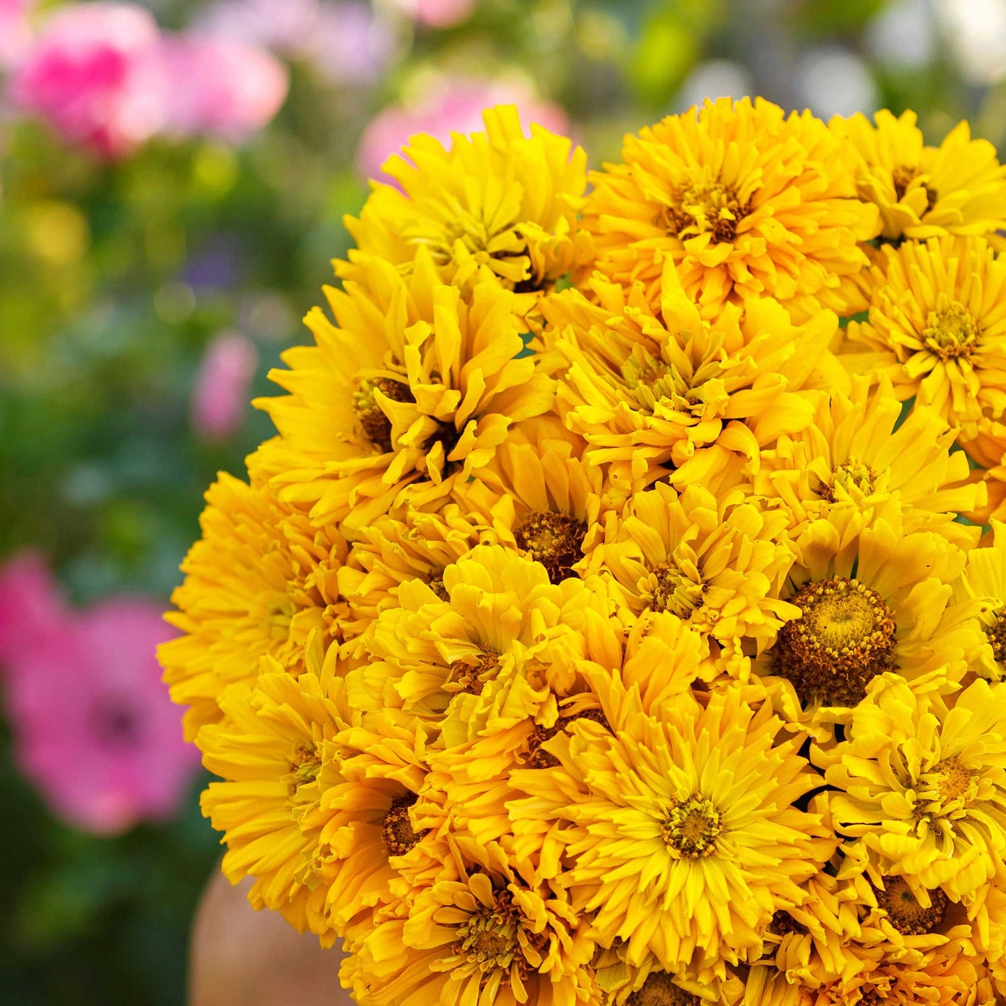 sungod zinnia