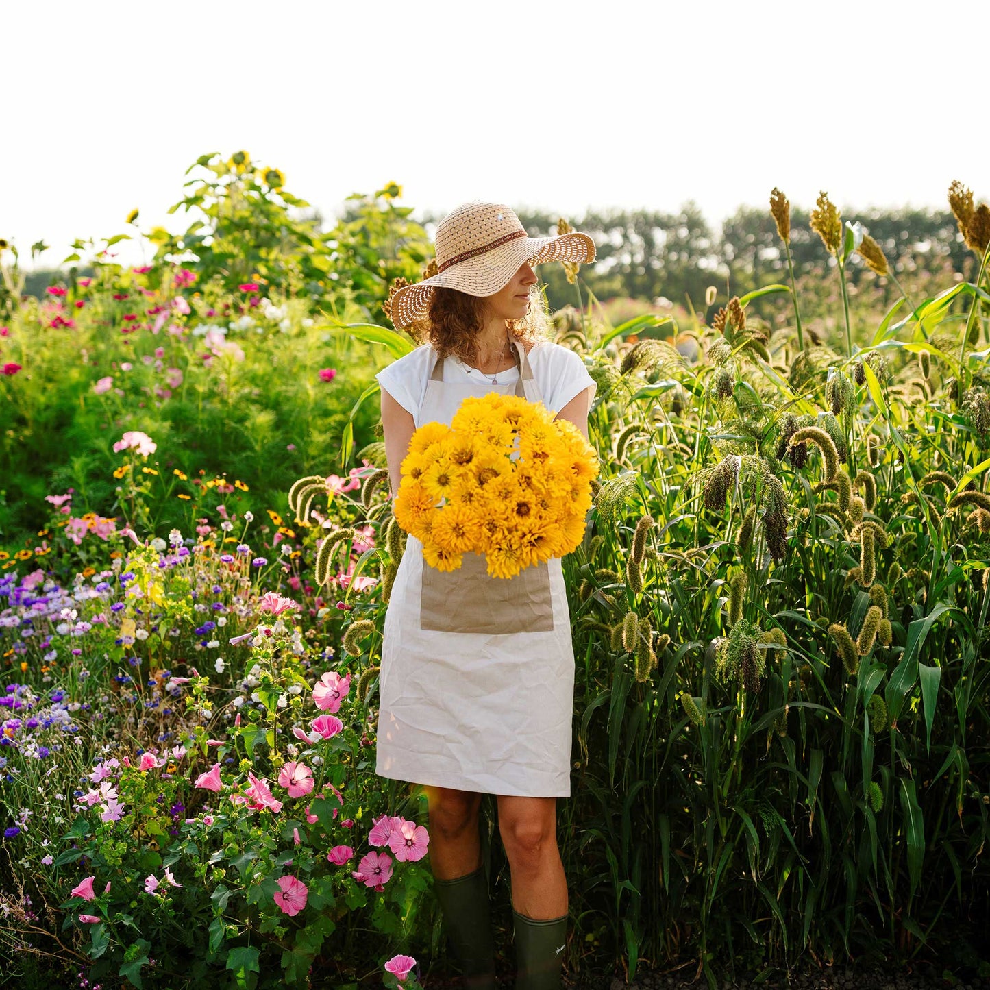 sungod zinnia
