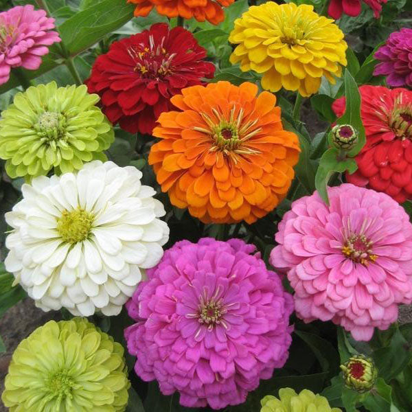 zinnia super yoga mix