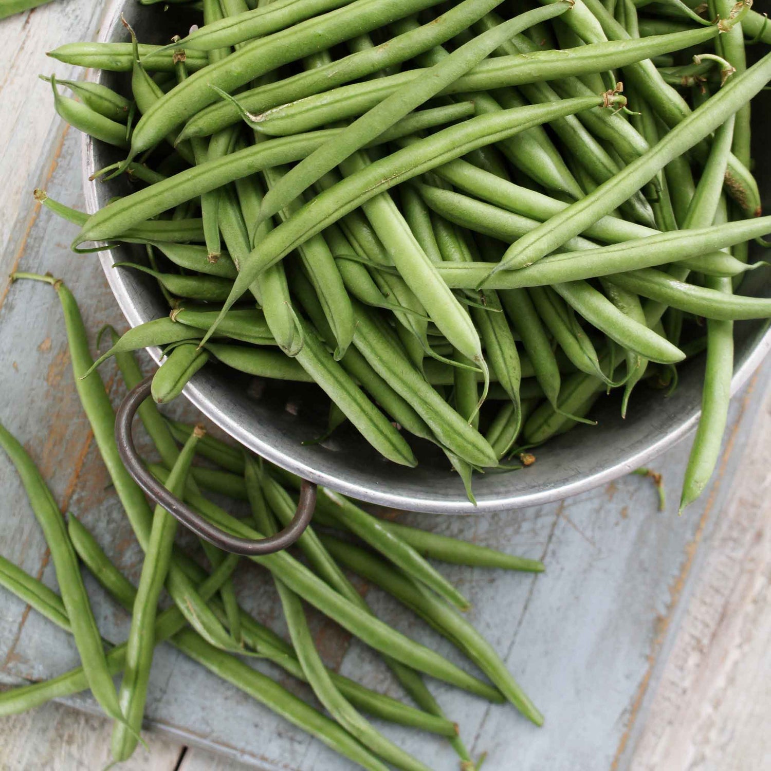 nk garden seeds Bulk Corn Seeds - NK 199