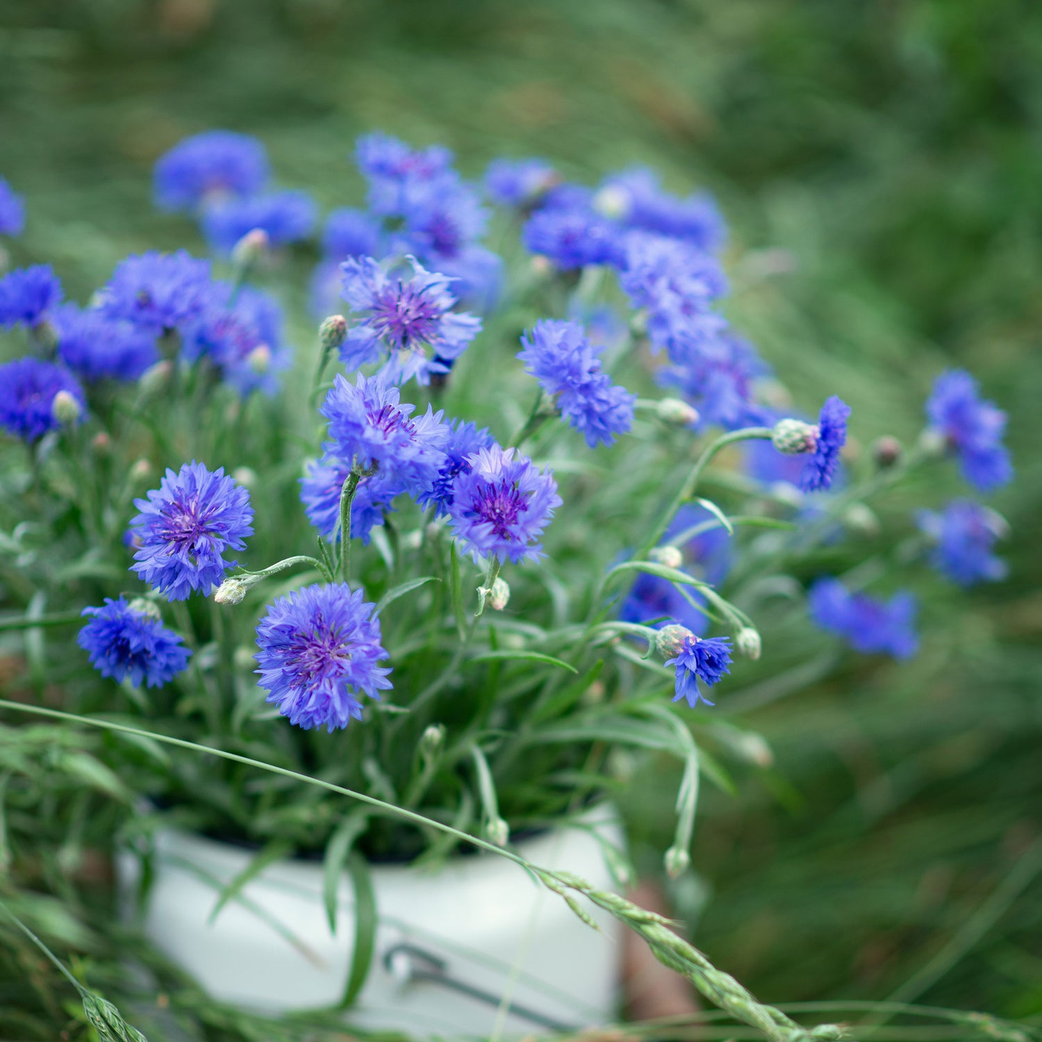bishop flower seeds Bulk Bishop's Flower Seeds - Green Mist