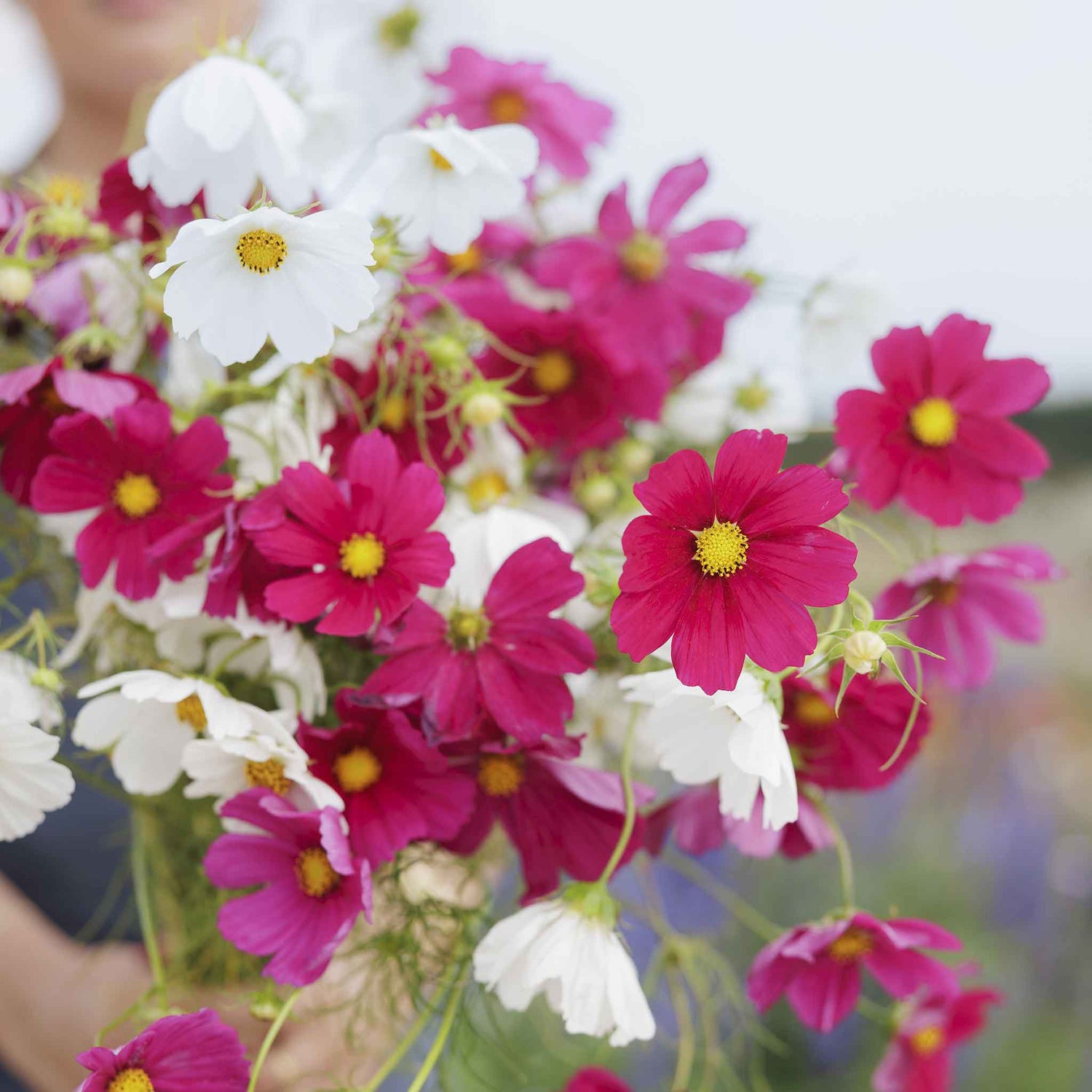 virginia stock flower seeds Bulk Virginia Stock Seeds