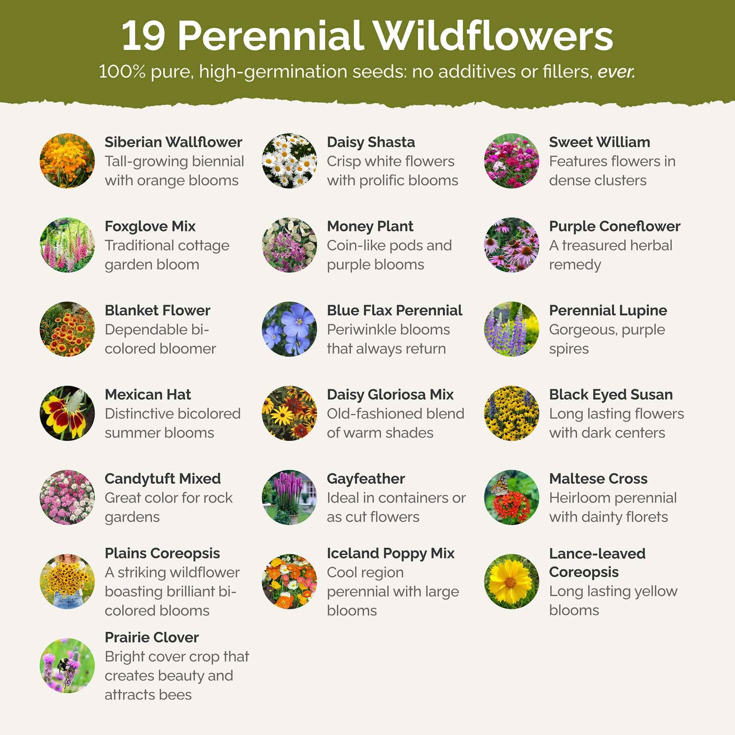 flower seeds perennials Bulk All Perennial Wildflower Seed Mix