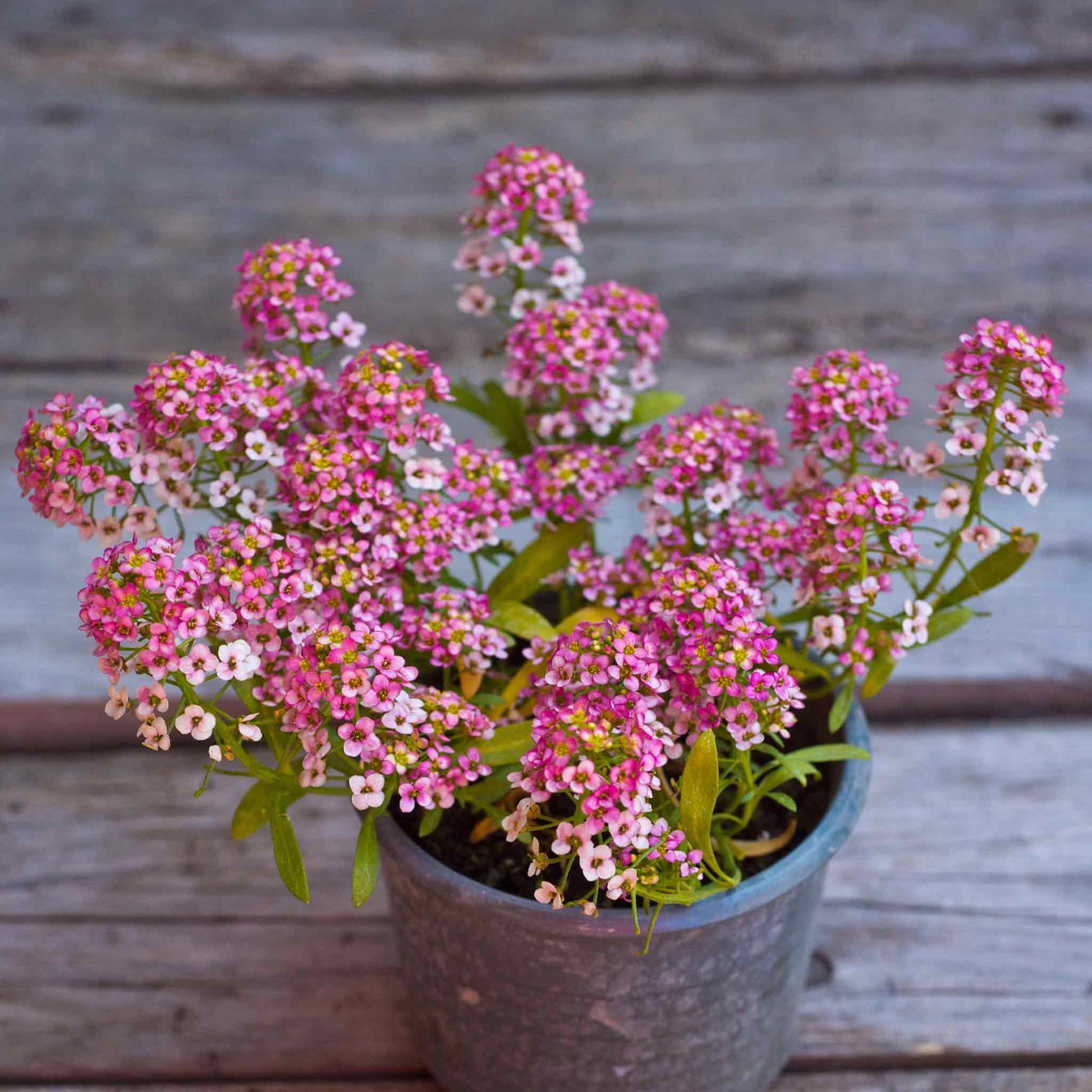 rosie strawberry seeds Bulk Alyssum Seeds - Rosie O'Day